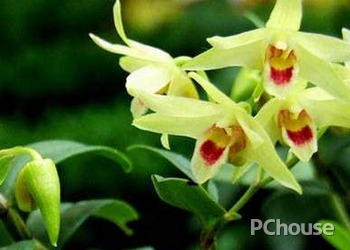 铁皮石斛的种植技术