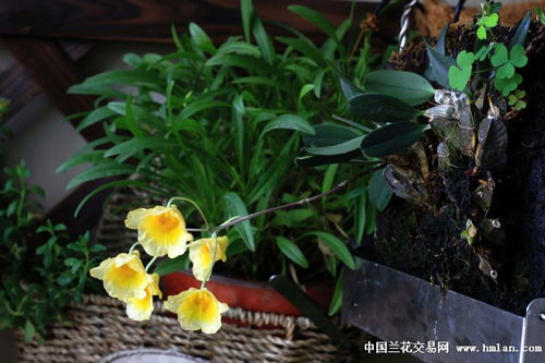 石斛花开 幽谷仙草的典雅绽放
