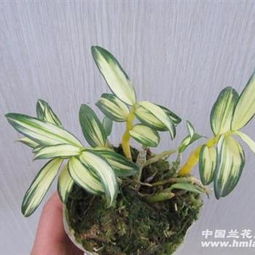 石斛线艺紫素 兰中珍品，六苗透出生命之美