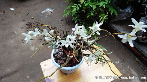 纯野生石斛花,请教是什么品种