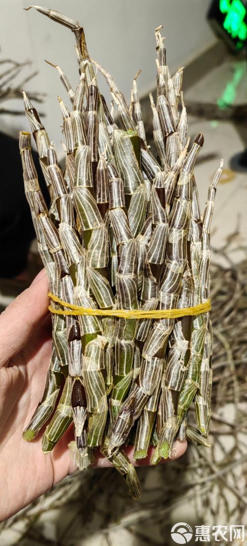 基地直发各种规格紫皮石斛 量大从优