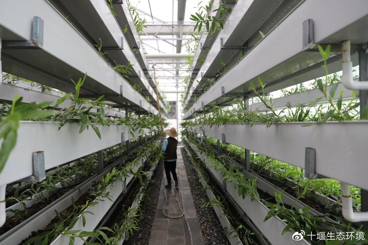 工厂内一个个棚架整齐列队,棚架高6层,气势蔚为壮观;绿色的金钗石斛