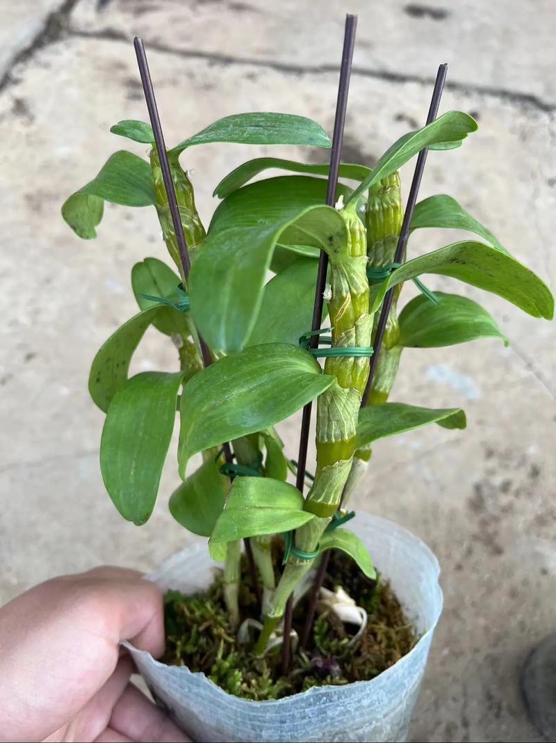 纯石斛6元一盆,一箱45盆,#花卉基地 #种植基地 #全国各 - 抖音